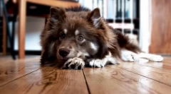 A kutyák kellemetlen szaga: lehetséges okok