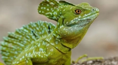 Nervous hüllő rendszer