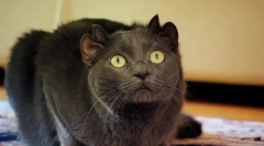 Hihetetlen háziállatok: híres macskák