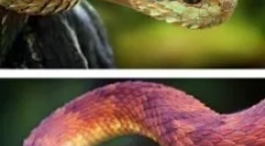 Hihetetlen állatok és rovarok, amelynek létezése nehéz elhinni