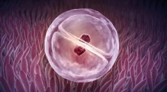 Lehetetlen: gemini az állatok világában