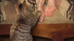 A cica nevelésének árnyalata és a leggyakoribb hibák