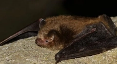 Háromszínű éjszakai fény