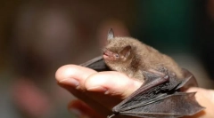 Éjjeli lámpa. A denevérek