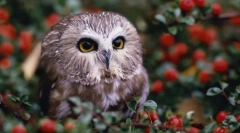 Éjszakai őrök - owls