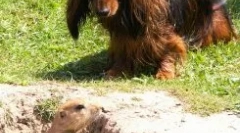 Norny kutyák fajtái