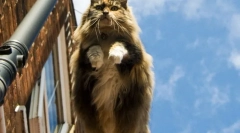 Norvég erdei macska (fotó): kedvesség, nordic karakterben zárva