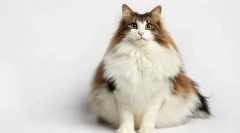 Norvég erdei macska