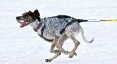 Norvég sport methis: új lovas kutyák fajtája