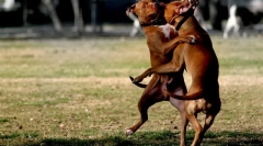 A harci fajtákról csend a szó