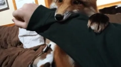 Rókákról, mint a háziállatok háziállatok