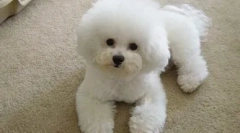 A fajta kutyákról bishon frisse