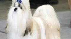 A kutyák fajtájáról shi-tzu