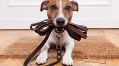 A kutya pórázokról