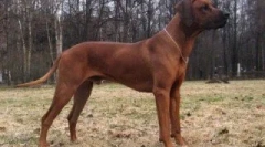 Rhodesian ridgebackről