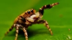 Arról, hogy mit takarít meg a pók a vadon és otthon