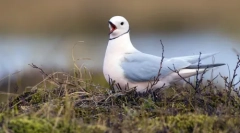 A sarkvidék lakói: a világ legélegtelenebb állata