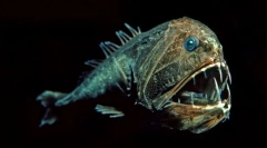 A tengeri mélységek lakói