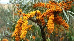 Tengeri buckthorn