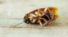 Hideg ködkötöző kezelés