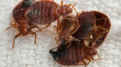 Szobafeldolgozás hibákból forró ködből