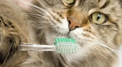 Közös higiénia macskák számára