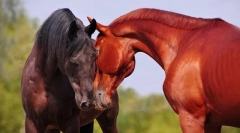 Lovak vágása maguk között