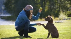 Kölyök képzési főcsapatok