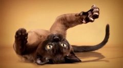 A közönséges ruhadarabok segítenek nekem egyedül vágni karmokat a bojkom macskámhoz