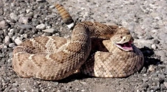 Rendes csörgő kígyó