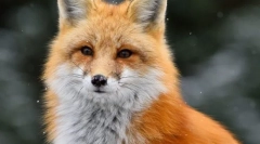 Rendes róka (vörös liser)