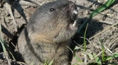 Hétköznapi slepushonka