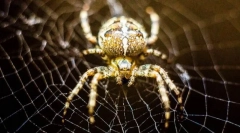 Közönséges kereszt