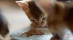 Povovost felülvizsgálata a macskák számára