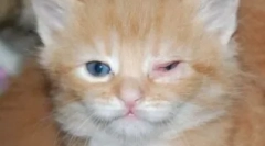 A macskák leggyakoribb szembetegségeinek áttekintése