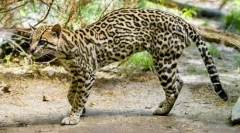 Ocelot (fotók): dalitz dali és más rajongók egzotikusak