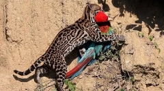 Ocelot - a világ legszebb macska