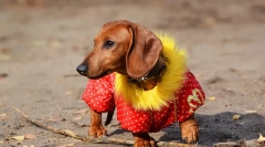 Kutya ruhák: a kutya története