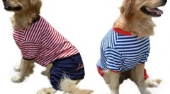 Kutya ruhák az aliexpress - legfeljebb 1000 rubel kiválasztása