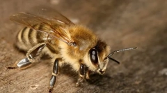 Egyedülálló méhek