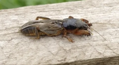 Kert medveda: mystery name