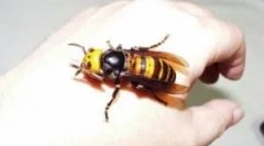 Óriási és veszélyes oss az ember számára