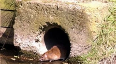 A hatalmas mutáns patkányok elárasztják az egyesült királyságban