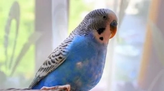 Ó, ezek a tollas táncosok: videó, ahol papagáj táncol az indiai tánc