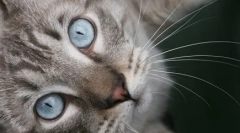 Van azles: kék szemű csoda