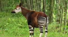 Oga - erdő zsiráf a legendákból