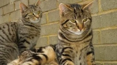 Color tabby: távolítsa el az összes titkot