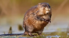 Ondatra (fénykép) - promóciós úszó rágcsáló