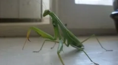 A mantis veszélyes az ember számára?