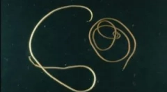 Veszélyes parazita ló haj